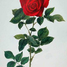 Схема вышивки «№122656»