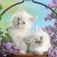 Схема вышивки «Котятки»