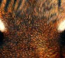 Схема вышивки «№122699»