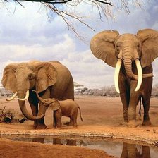 Схема вышивки «слоны»