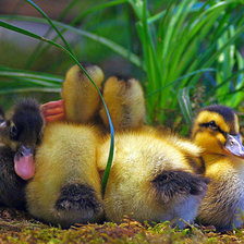 Схема вышивки «Утята»