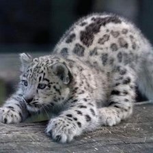 Схема вышивки «Леопард»