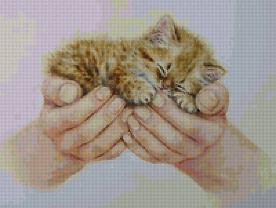 котёнок - животные, котенок - предпросмотр