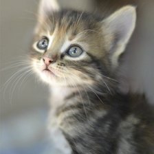 Схема вышивки «котенок»