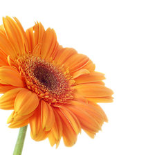 Схема вышивки «гербера»