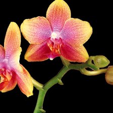 Схема вышивки «орхидея»