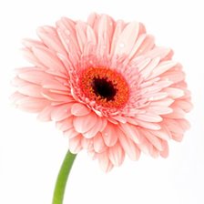 Схема вышивки «гербера»