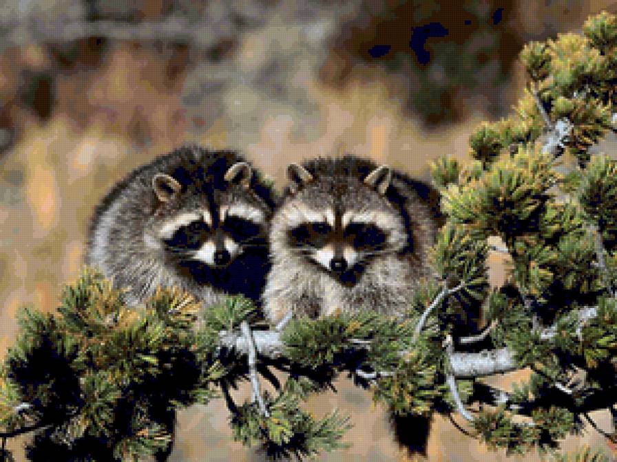 Еноты - предпросмотр