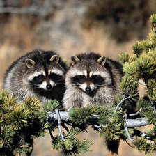 Схема вышивки «Еноты»