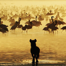 Схема вышивки «Гиена на водопое»