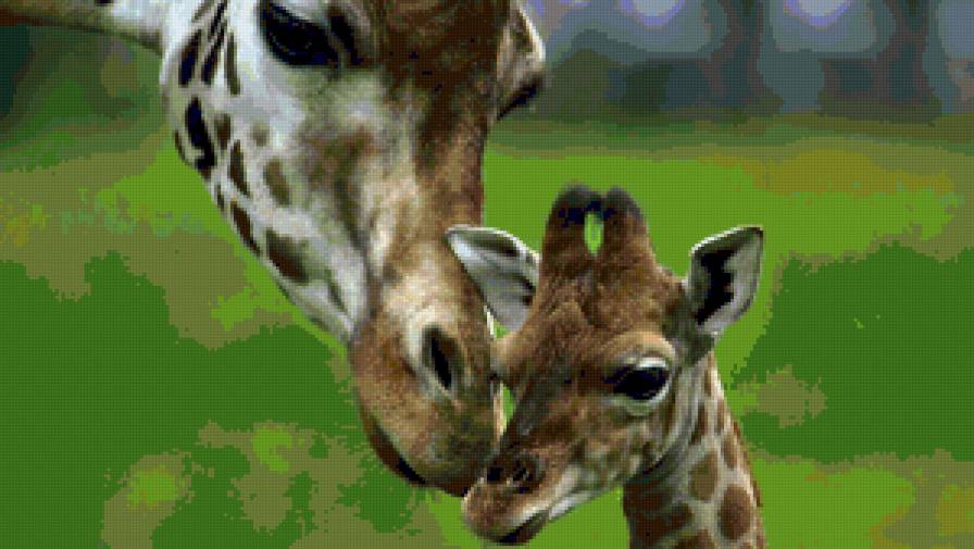 Жирафики - жираф, животные - предпросмотр