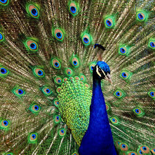 Схема вышивки «Серия "Павлины"»