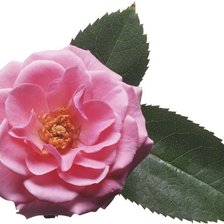 Схема вышивки «Шиповник»