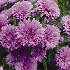 Схема вышивки «Сиреневые хризантемы»