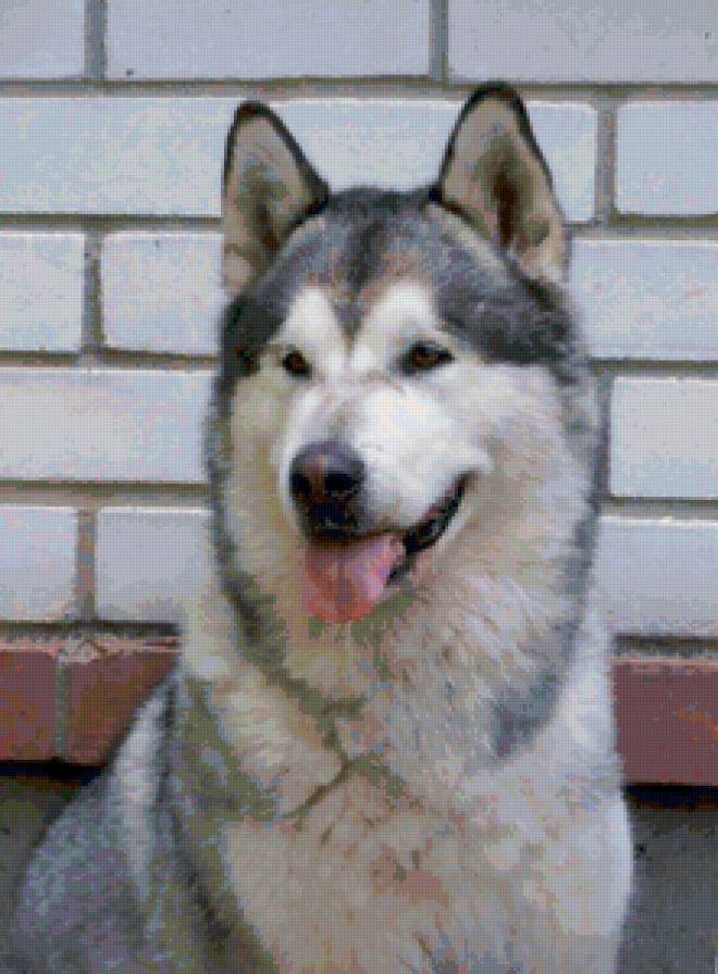 Верный друг - собаки, животные - предпросмотр