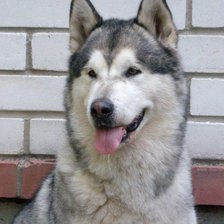 Схема вышивки «Верный друг»