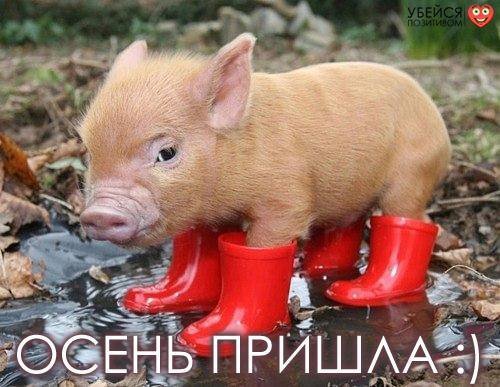 лапочка хрюшка - поросенок, сапоги, осень, животные - оригинал