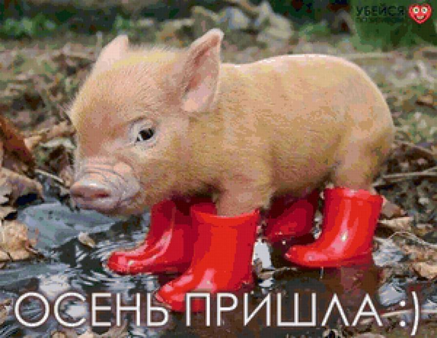 лапочка хрюшка - животные, поросенок, осень, сапоги - предпросмотр
