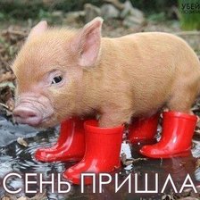 Схема вышивки «лапочка хрюшка»