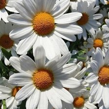 Схема вышивки «ромашки»