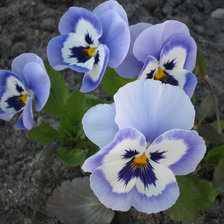 Схема вышивки «Анютины глазки»