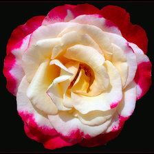 Схема вышивки «Подушка"Цветы"»