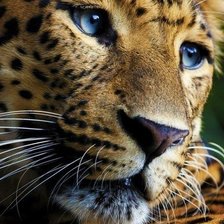 Схема вышивки «леопард»