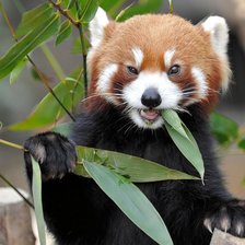 Схема вышивки «Красная панда»