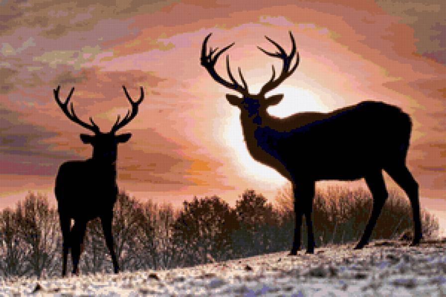 Олени на закате - закат, олени, животные, пейзаж - предпросмотр