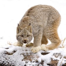 Схема вышивки «Рысь зимой Серия "Дикие кошки"»
