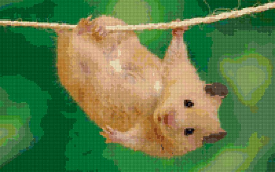 Хомяк - хомяк, хома, хомячок - предпросмотр