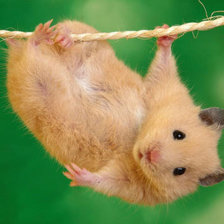 Схема вышивки «Хомяк»