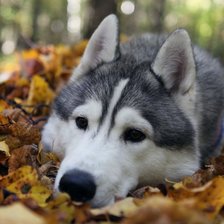 Схема вышивки «Собака Хаски»
