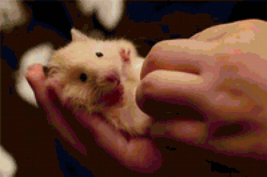 Хомячок - хомячок, хома, хомяк - предпросмотр