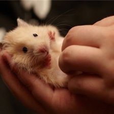 Схема вышивки «Хомячок»