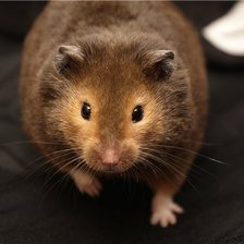 Схема вышивки «Хомячок»