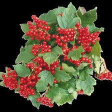 Схема вышивки «калина»