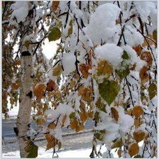 Схема вышивки «593»