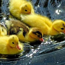 Схема вышивки «Утята»