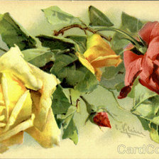 Схема вышивки «розы»