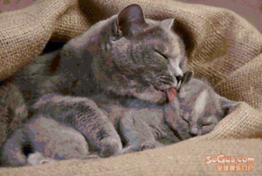 Мой котенок - животные, кошки - предпросмотр