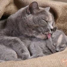 Мой котенок