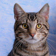 Схема вышивки «Усатый-полосатый»