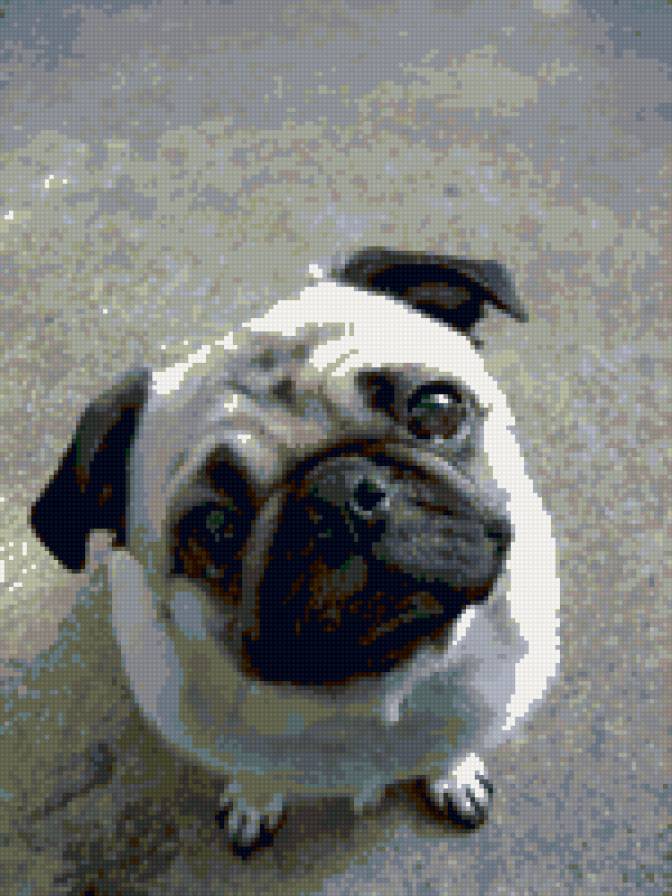 Мопсик - животные, собаки - предпросмотр