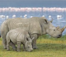 Схема вышивки «носорог 4»