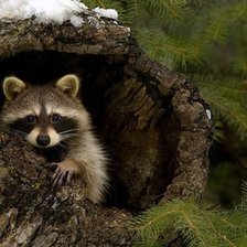 Схема вышивки «Енот»