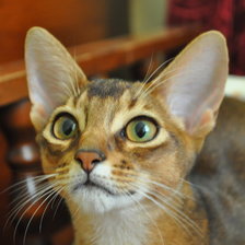 Схема вышивки «Абик»