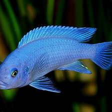 Схема вышивки «малюська»