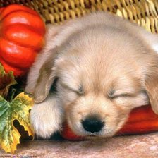 Схема вышивки «104»