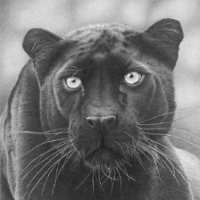 Схема вышивки «Пантера»